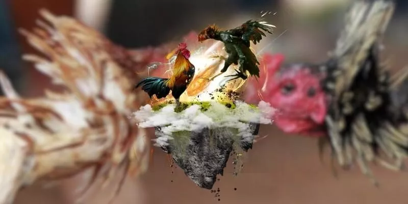 Những Câu Hỏi Thường Gặp Về Coi Đá Gà Trực Tiếp Tại Vin88